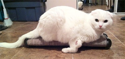 Home visits for cat - My cat Angel, she was the love of my life